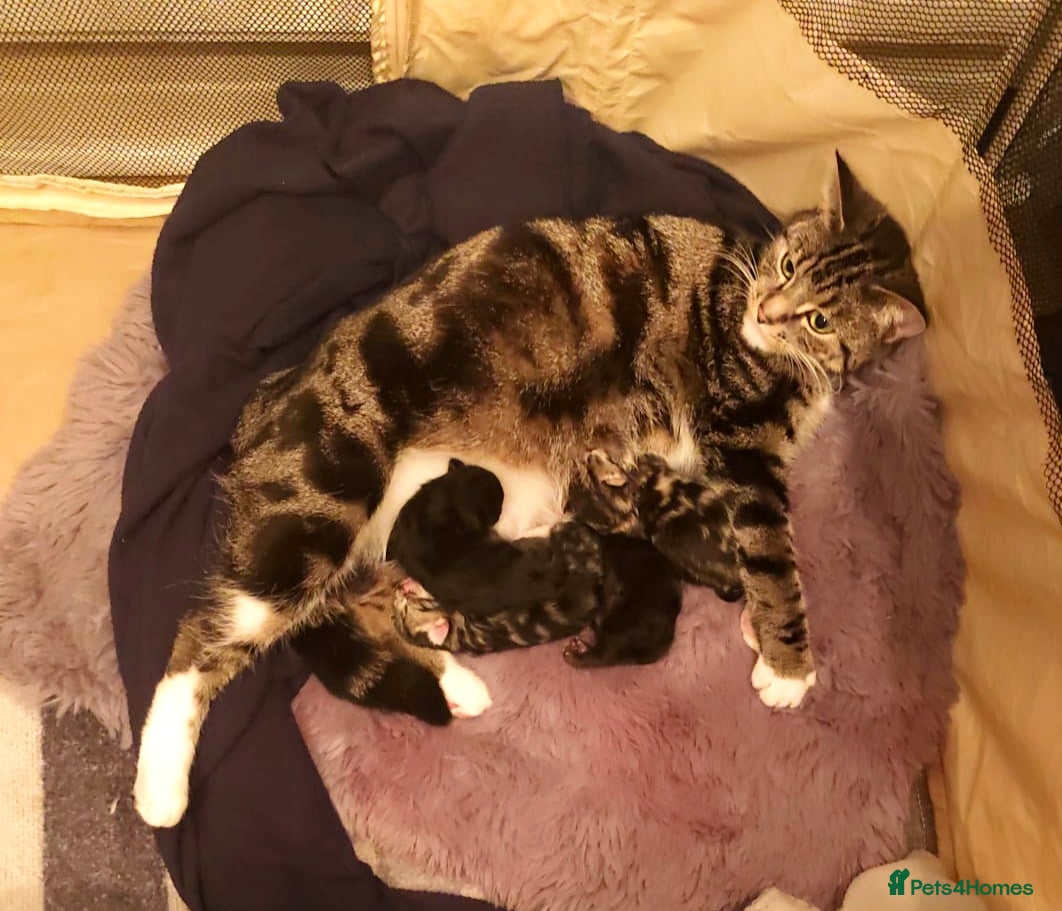 Mixed Breed cats Beautiful, Affectionate & Well-Socialised Kittens  - Advert 1