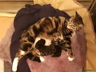 Mixed Breed cats Beautiful, Affectionate & Well-Socialised Kittens - Advert 1