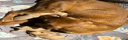 Labrador Retriever dogs for sale: Beautiful fox red/yellow lab puppies  - Advert 10