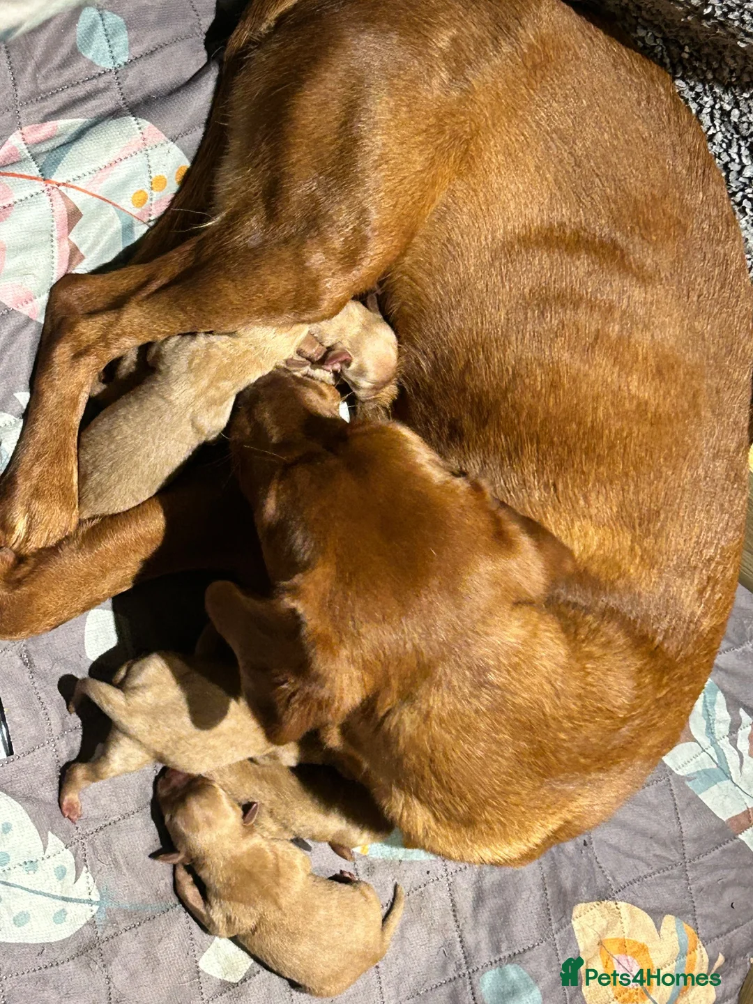 Labrador Retriever dogs for sale: Beautiful fox red/yellow lab puppies  - Advert 10