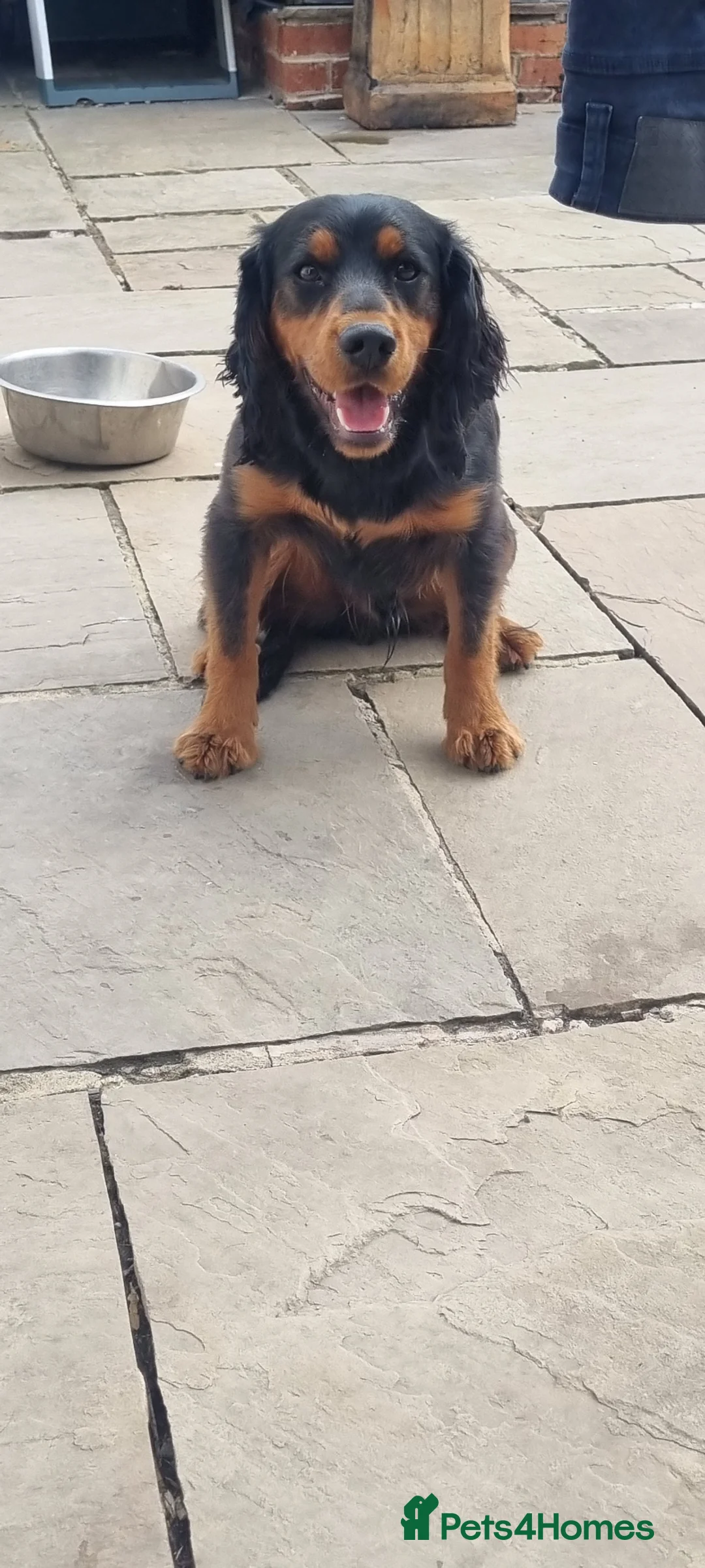Cocker Spaniel dogs for sale: 12 month old male cocker spaniel in Pontefract - Advert 1