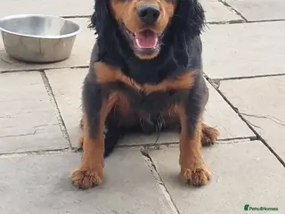 Cocker Spaniel dogs 12 month old male cocker spaniel - Advert 2