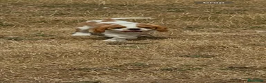 Puppy 3