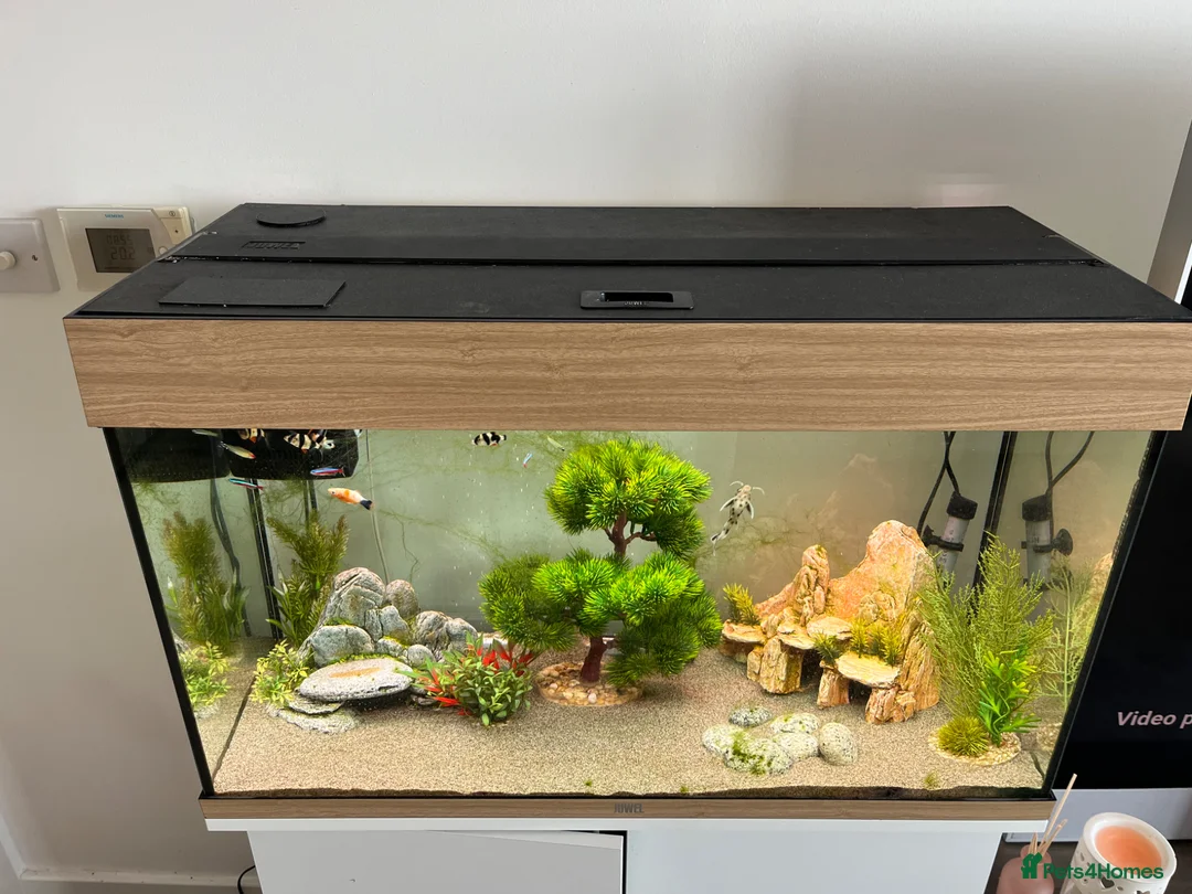 Other/Mixed Breed fish for sale: Fish need to be rehomed  - Advert 2