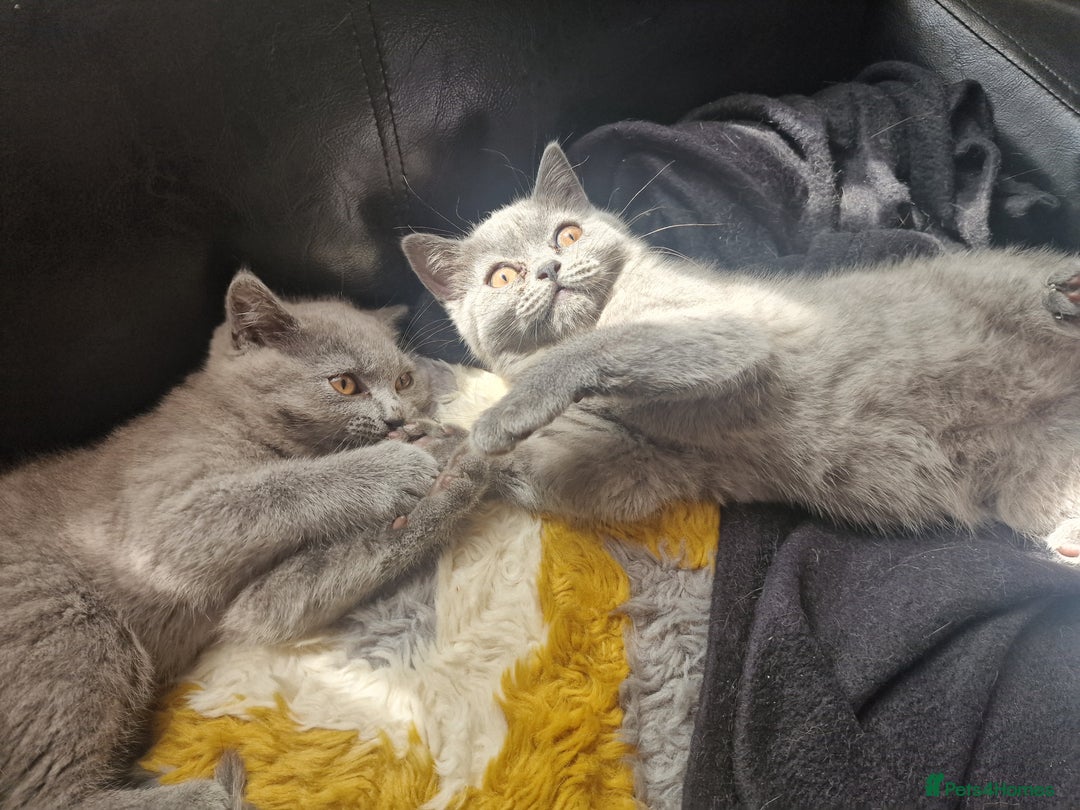 British Shorthair cats for sale: British shorthair  - Image 16