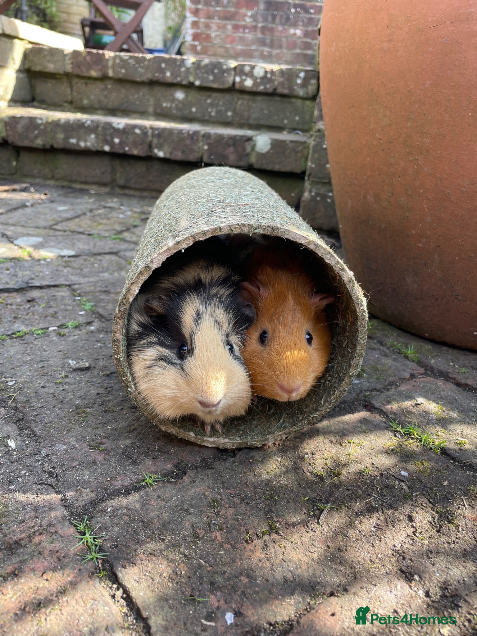 Guinea Pig rodents 2 Guinea pigs with hutch  - Advert 1