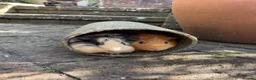 Guinea Pig rodents for sale: 2 Guinea pigs with hutch  - Advert 1