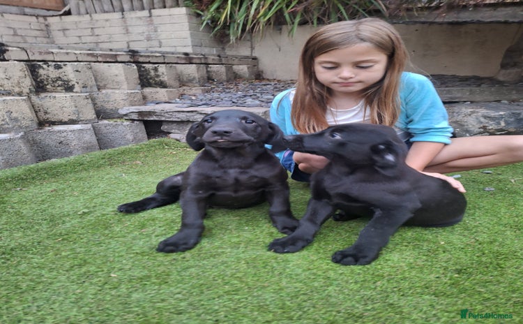 Labrador Retriever dogs - Advert 10