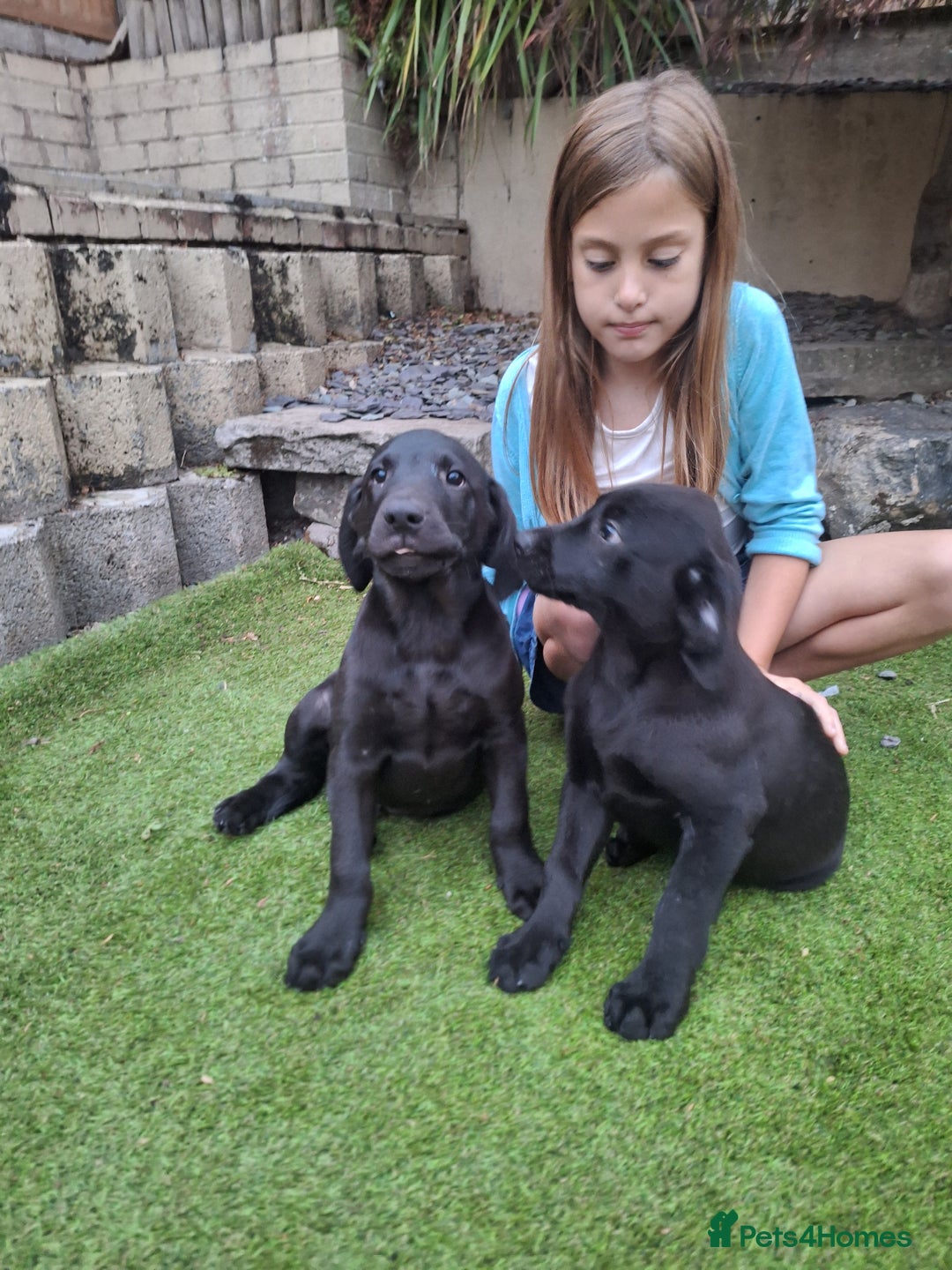 Labrador Retriever dogs for sale: ONLY 2 LEFT. Beautiful Healthy Labrador Puppies - Image 1