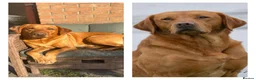Labrador Retriever dogs for sale: Harleigh & FTCH Jarailstar Hogen of Stauntonvale - Advert 35