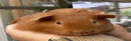 Guinea Pig rodents for sale: Lovely baby guinea pigs  - Advert 3