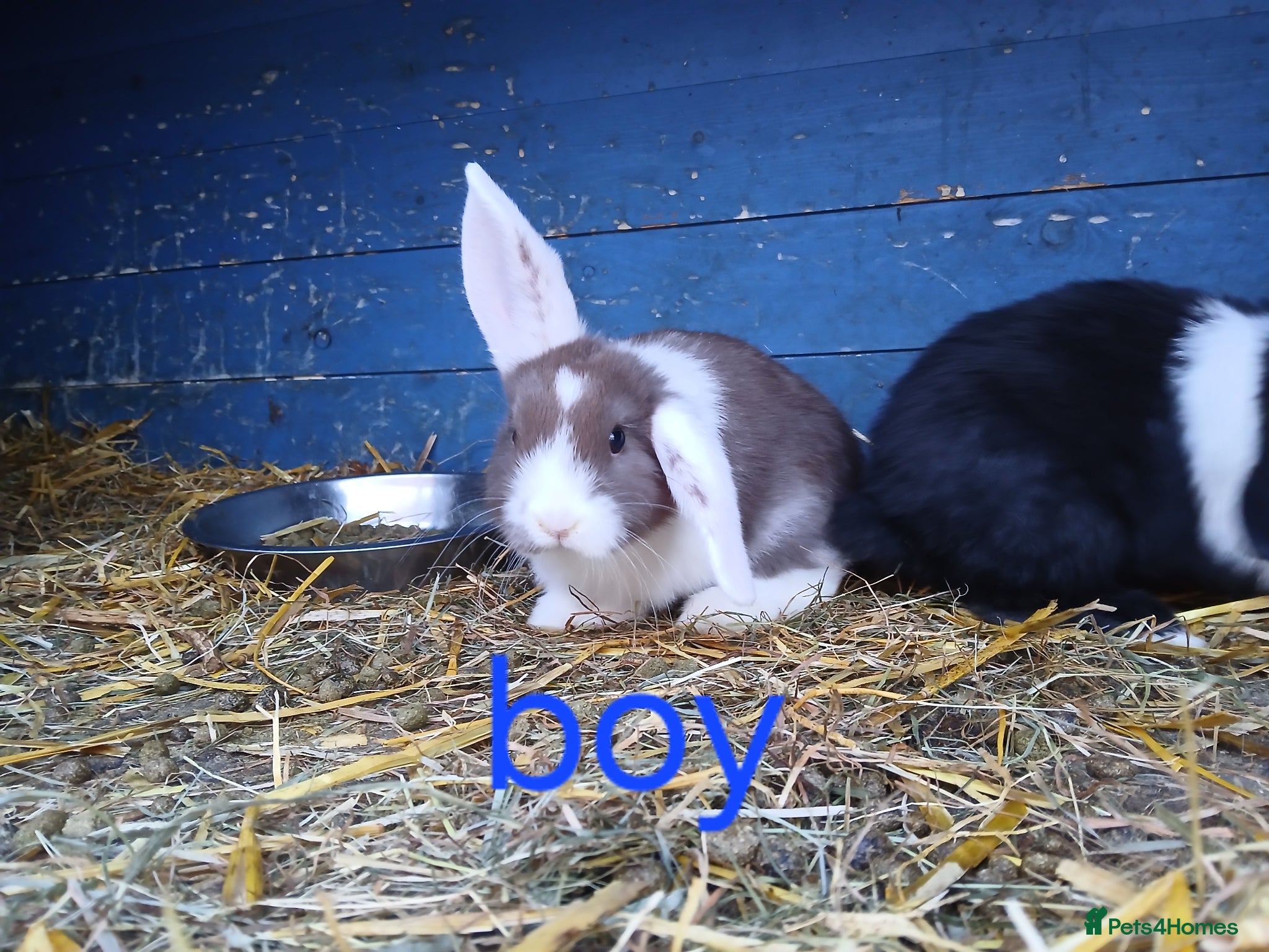 Mini Lop rabbits Minilop bunnies - Advert 4