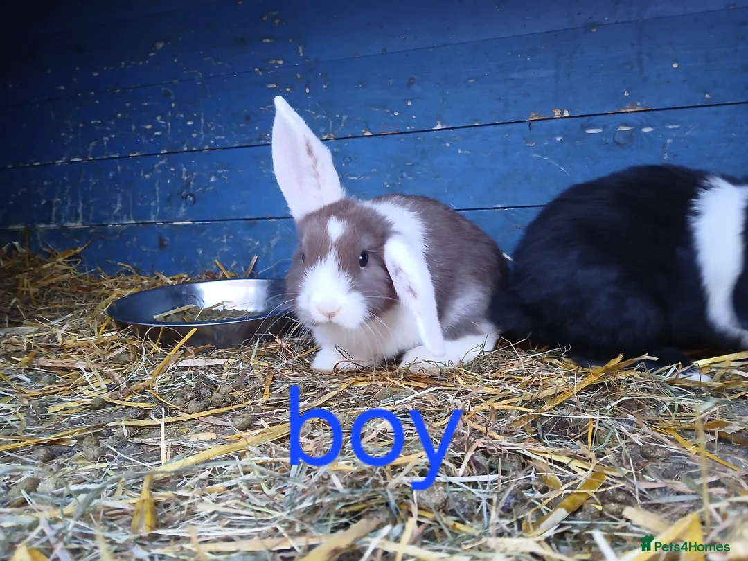 Mini Lop rabbits for sale: Minilop bunnies - Advert 2
