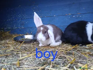 Mini Lop rabbits Minilop bunnies - Advert 4