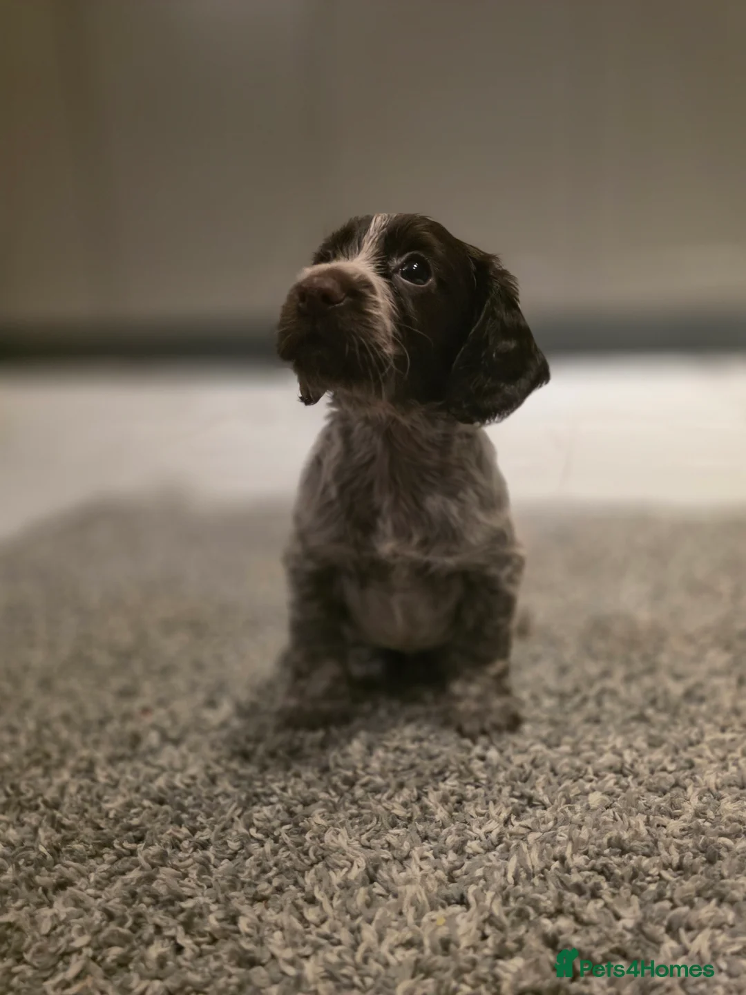 Cocker Spaniel dogs for sale: Beautiful Working cocker spaniel puppies - Advert 27
