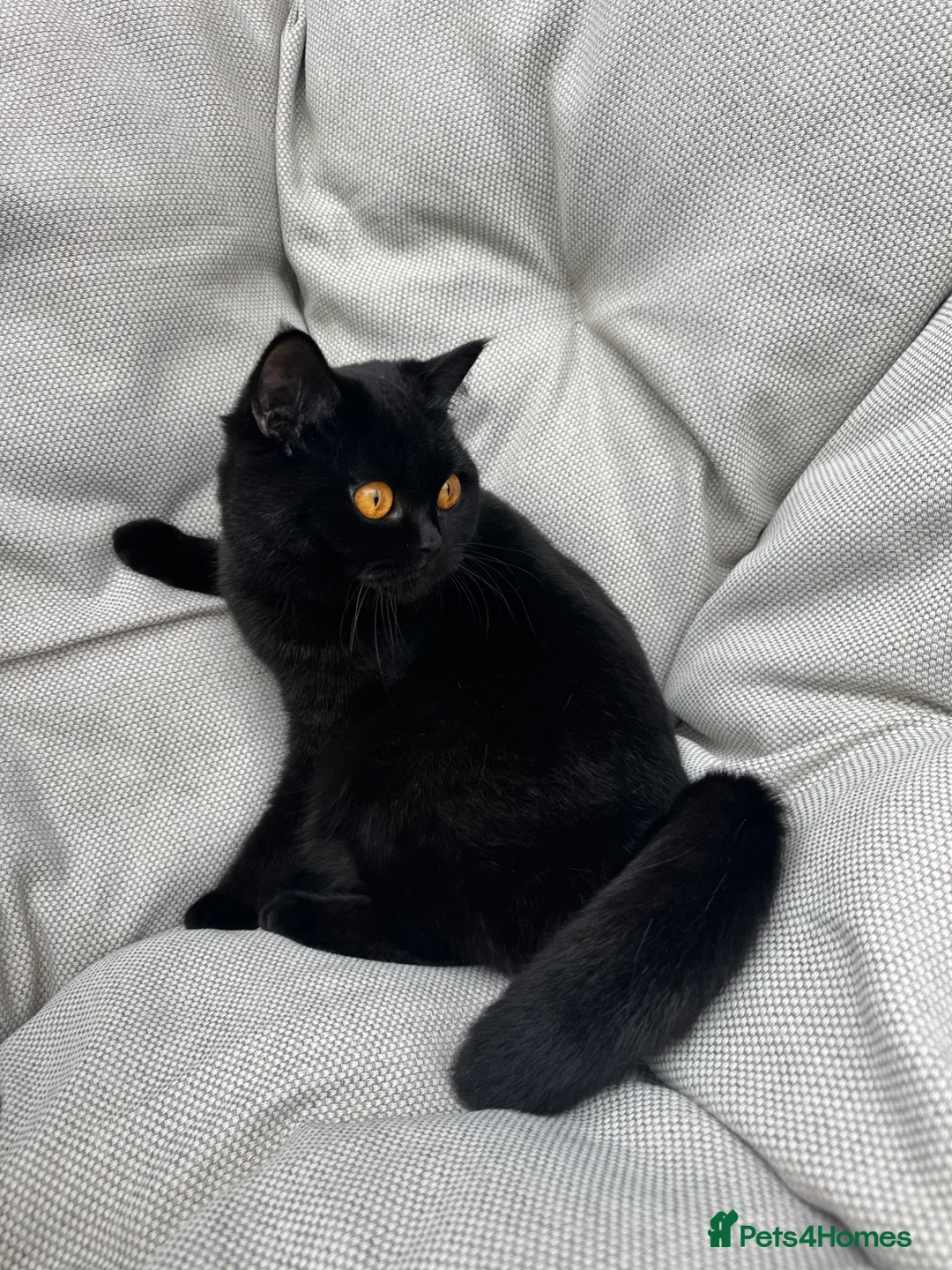 British Shorthair cats for sale: British Shorthair Chunky kittens - Advert 2