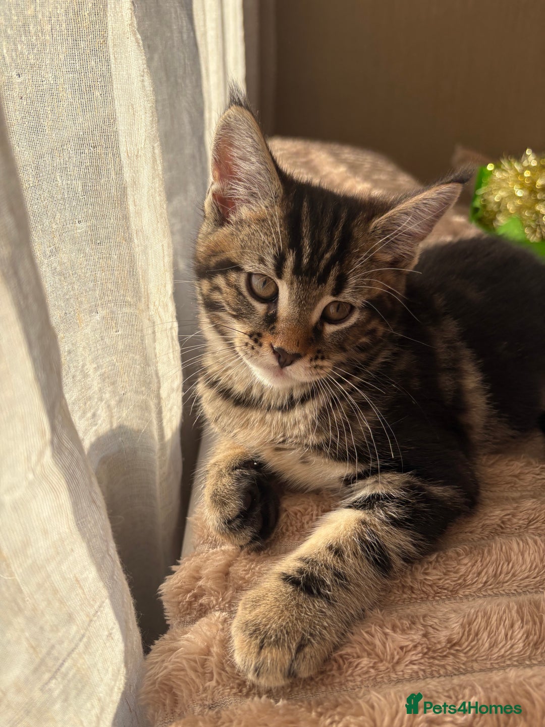 Maine Coon cats for sale: Maine Coon Kittens — Fluffy, Friendly - Advert 5