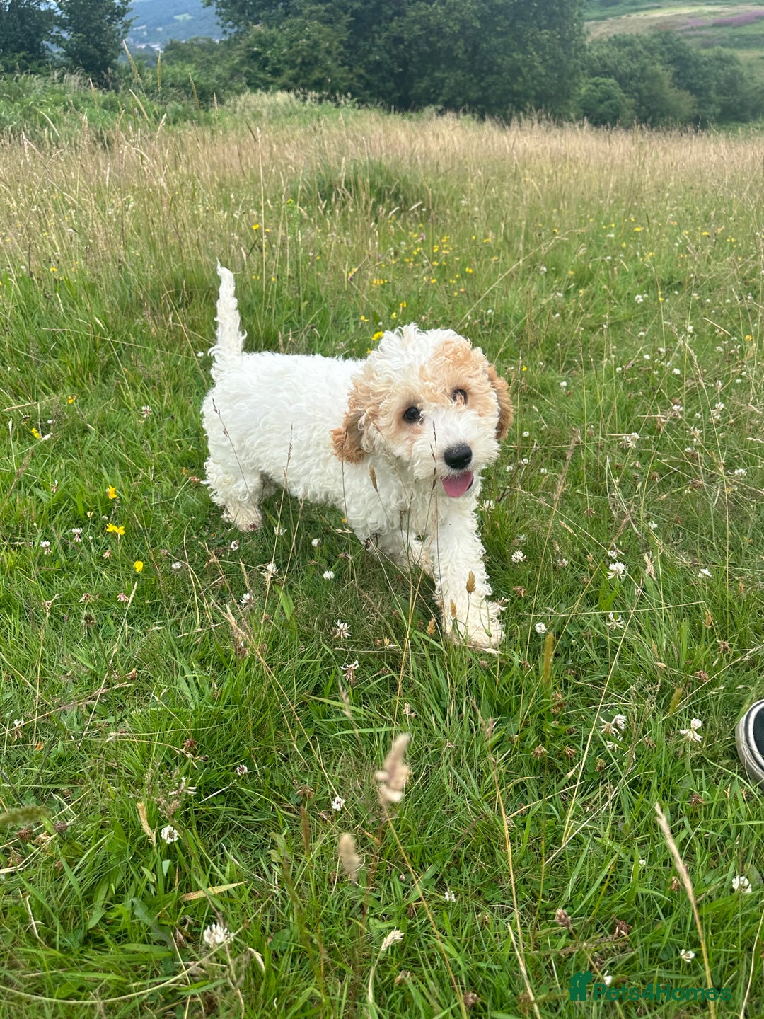 Cockapoo dogs for sale: Fully vaccinated health tested pups - Image 7