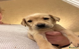 Labrador Retriever dogs for sale: 7 beautiful red fox Labrador puppies for sale.  - Image 11