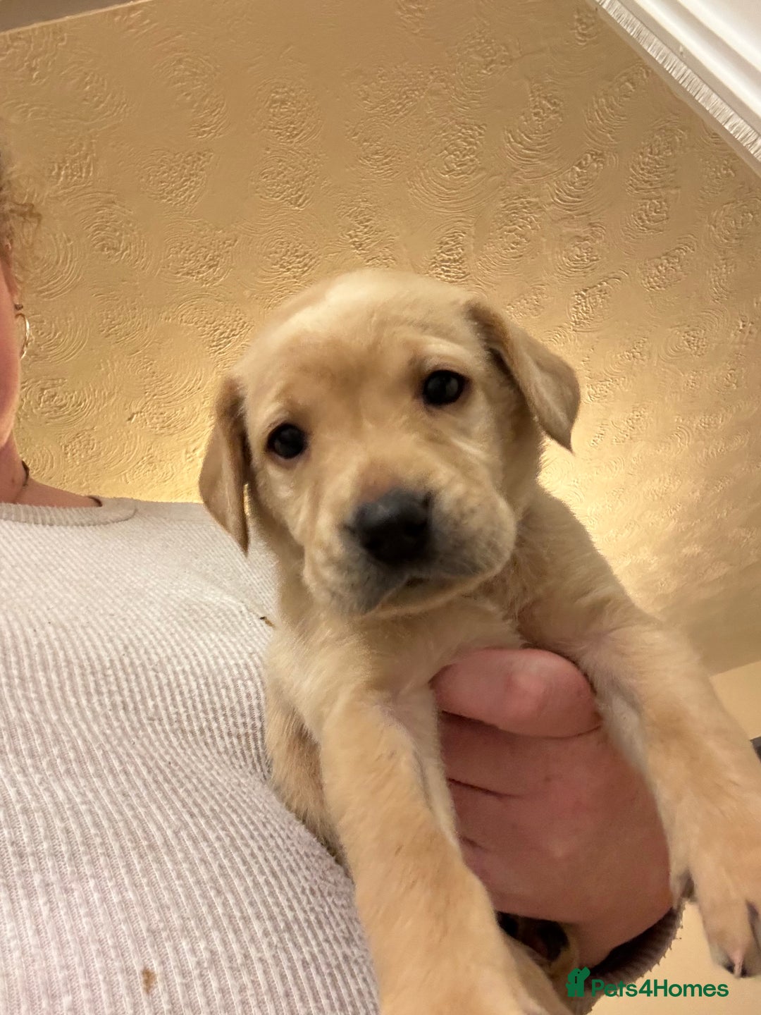 Labrador Retriever dogs for sale: 7 beautiful red fox Labrador puppies for sale.  - Image 11