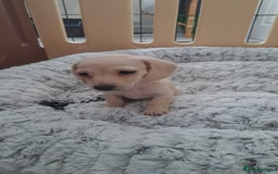 Dachshund dogs for sale: Miniature dachshund girls, cream & black and cream - Image 18