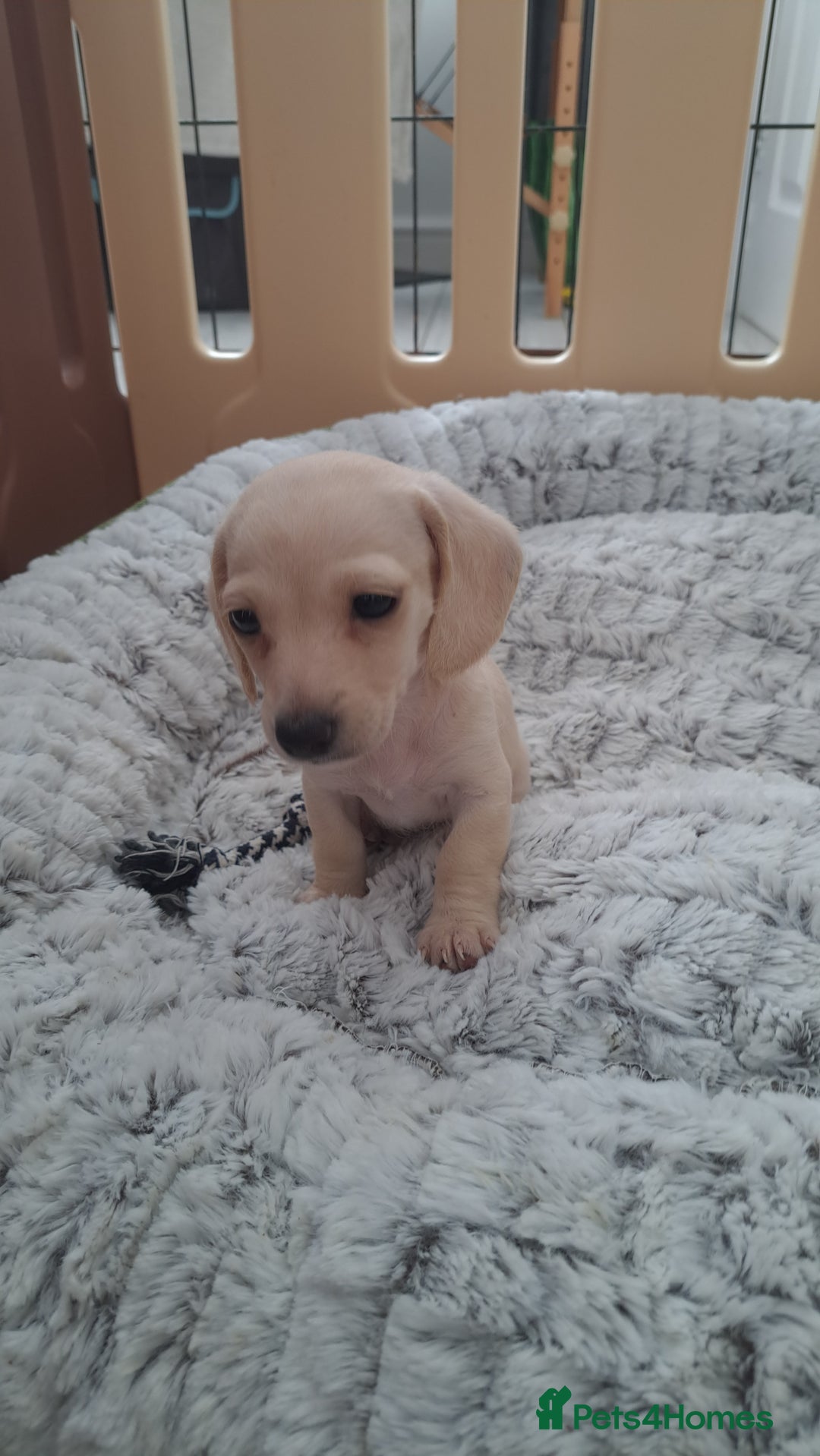 Dachshund dogs for sale: Miniature dachshund girls, cream & black and cream - Image 18