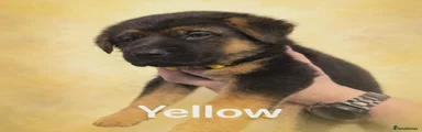German Shepherd Puppy yellow