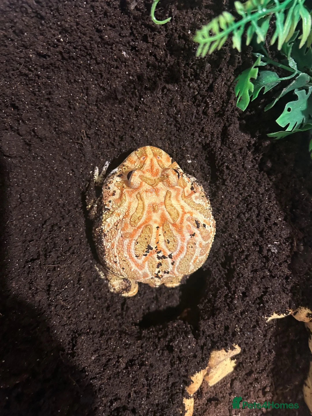 Frog reptiles for sale: Apricot Horned Frog - Advert 5