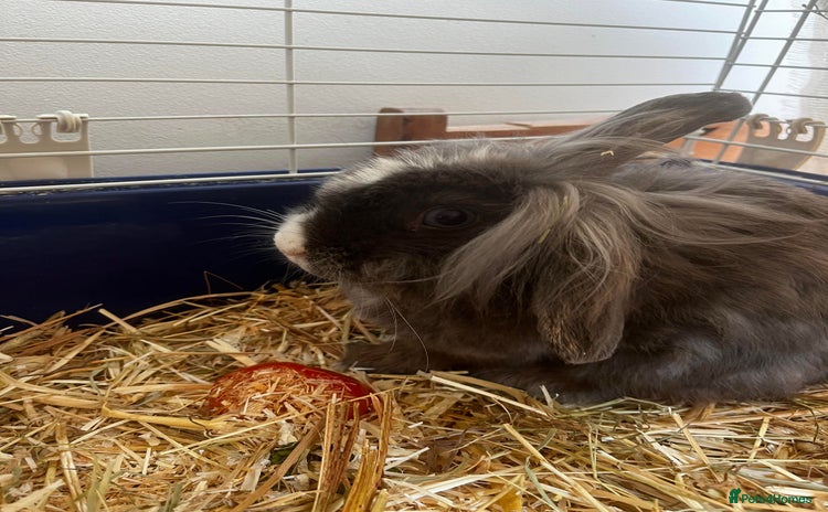 Mini Lion Lop rabbits Looking for experienced bunny home - Advert 2