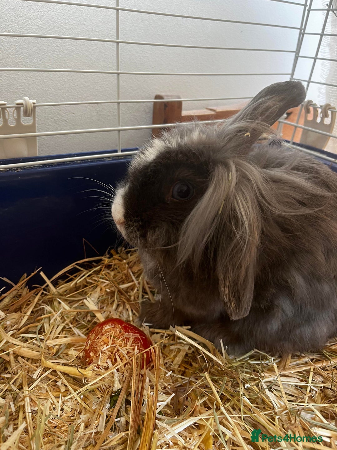 Mini Lion Lop rabbits for sale: Looking for experienced bunny home - Advert 1