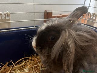 Mini Lion Lop rabbits Looking for experienced bunny home - Advert 9