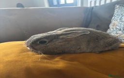 Mini Lop rabbits for sale: Mini lop Agouti girl - Image 5