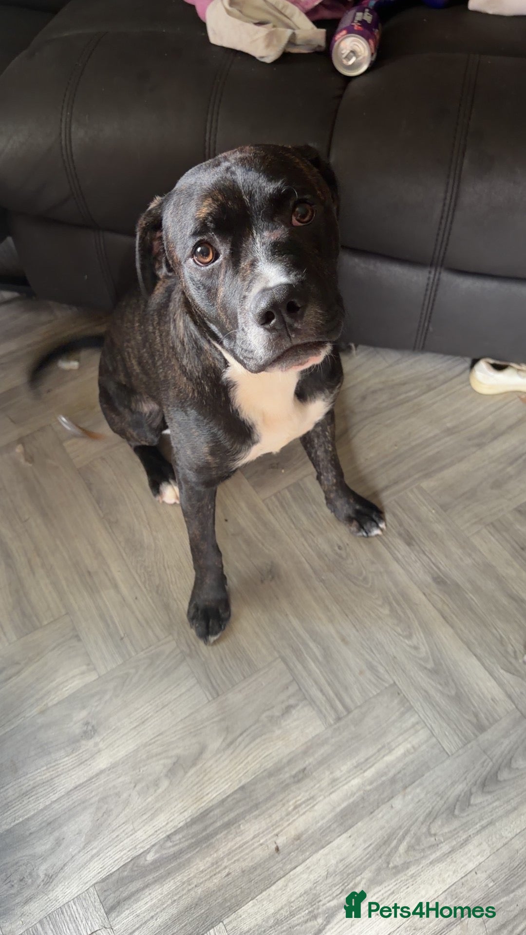 Mixed Breed dogs Male staffxpresa canarios - Advert 1