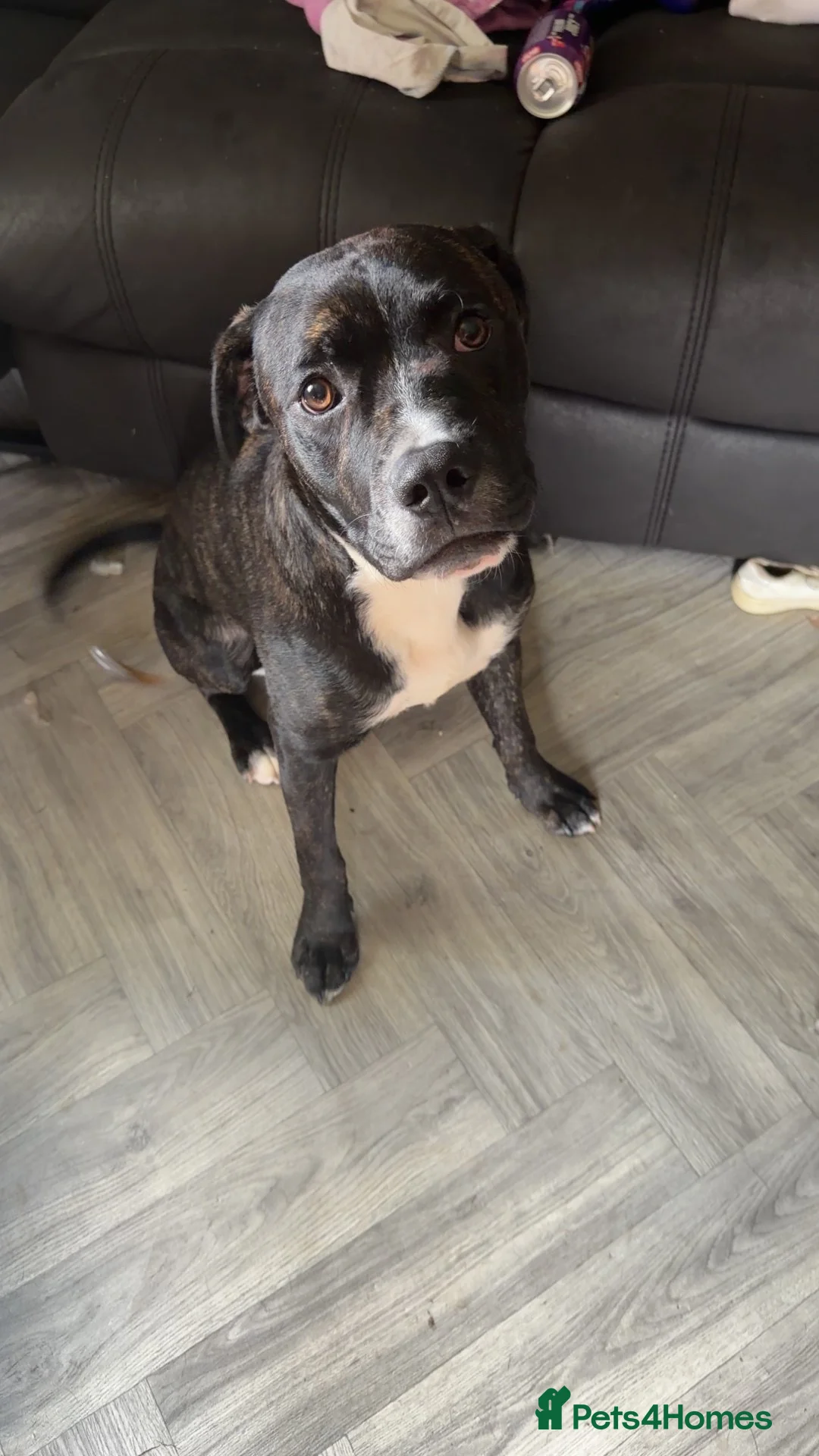 Mixed Breed dogs for sale: Male staffxpresa canarios in Grantham - Advert 1
