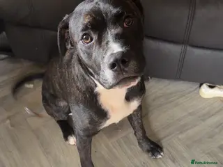 Mixed Breed dogs Male staffxpresa canarios - Advert 6