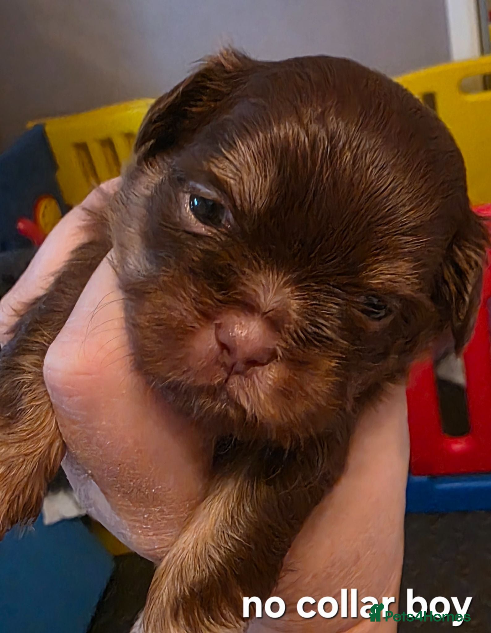 Shih Tzu dogs Imperial Chocolate Shih Tzu puppies - Advert 1