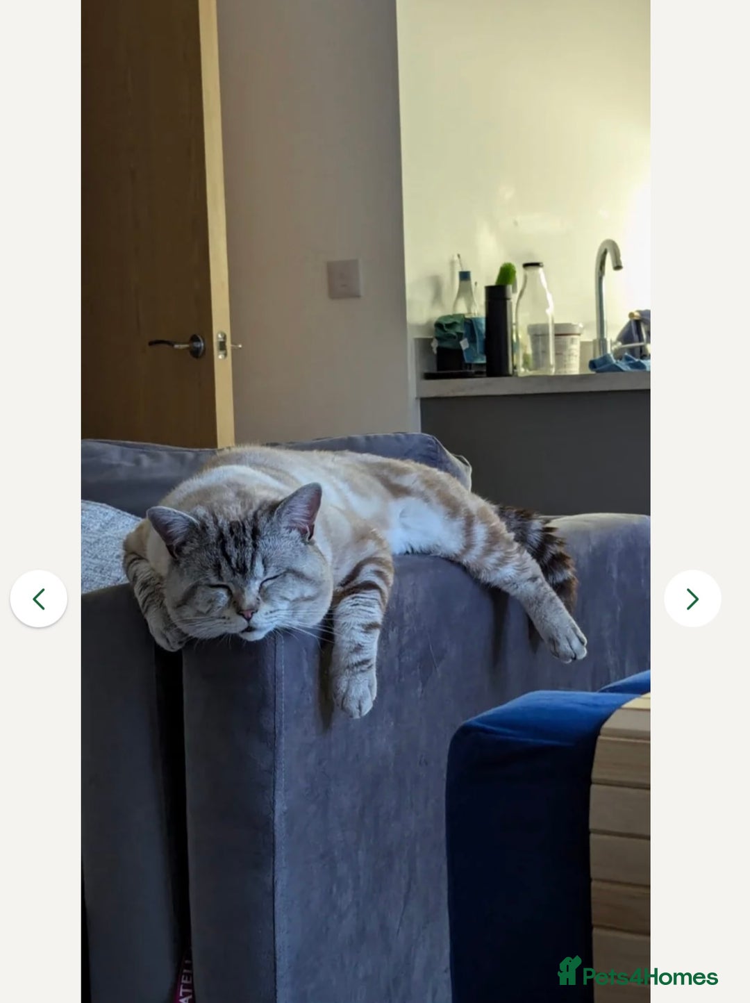 Mixed Breed cats for sale: Snowy needs Rehoming  - Advert 2