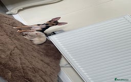 Chihuahua dogs for sale: Two beautiful Chihuahua boys  - Image 3