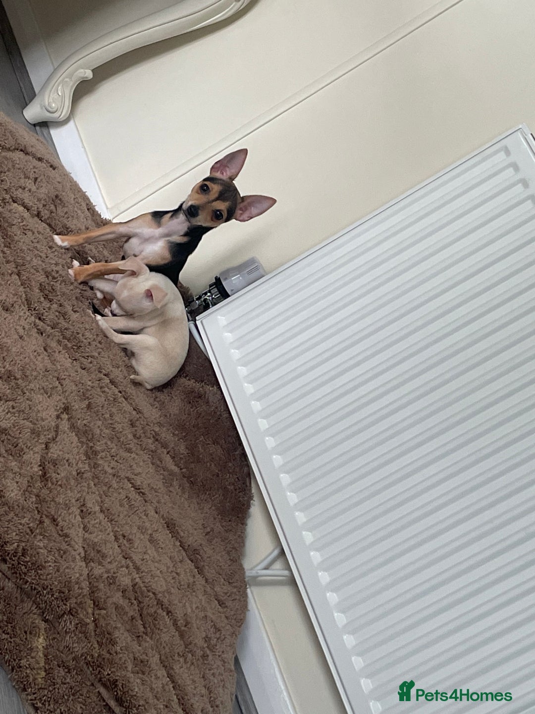 Chihuahua dogs for sale: Two beautiful Chihuahua boys  - Image 3