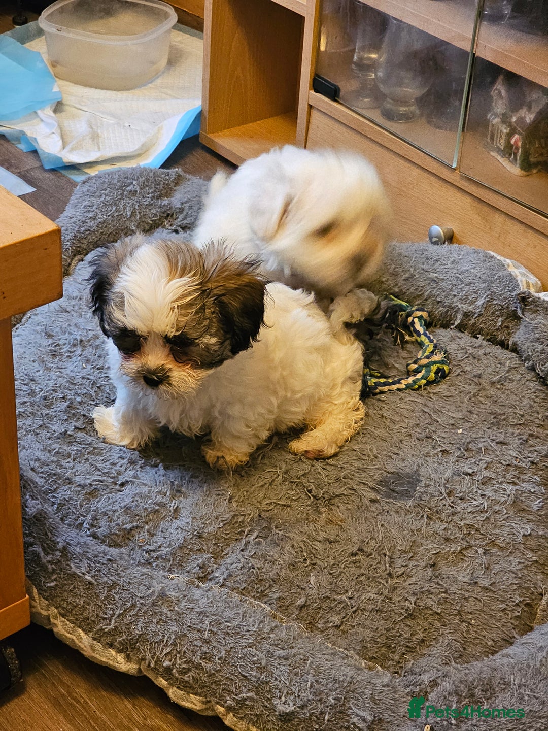 Malshi dogs for sale: Malshie  - Advert 5