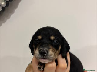 Miniature Dachshund dogs Last Black and cream gorgeous miniature dachshund! - Advert 1