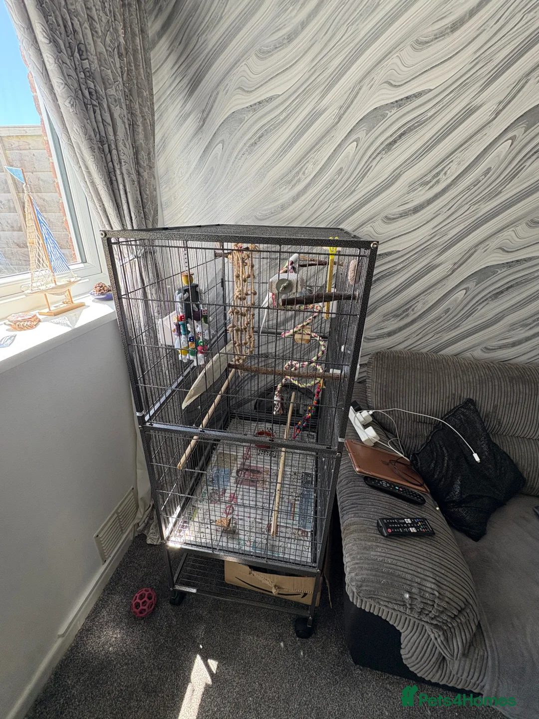 Budgerigars birds for sale: Two male budgies - Advert 2