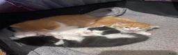 Mixed Breed cats for sale: Kittens ready for their forever home  - Advert 4