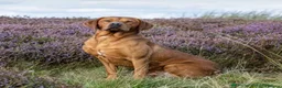 Labrador Retriever dogs for sale: READY FOR THEIR FOREVER HOMES EXCELLENT KC LABS - Advert 2
