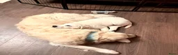 Golden Retriever dogs for sale: Bear- KC REGISTERED CHAMP LINES GOLDEN BOY - Advert 11