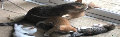 Mixed Breed Kitten 5