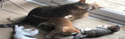 Mixed Breed cats for sale: 5 beautiful kittens looking for new homes - Advert 13