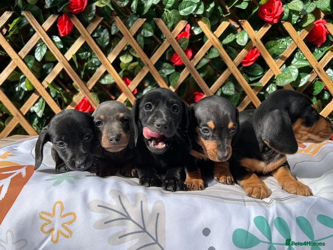 Dachshund dogs for sale: KC REG HEALTH TESTED MIN DAXIS READY NOW  - Advert 9