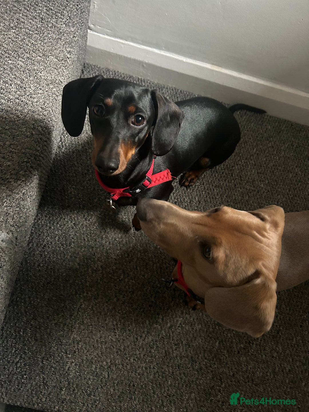 Miniature Dachshund dogs for sale: Beautiful miniature dachshunds  - Advert 12