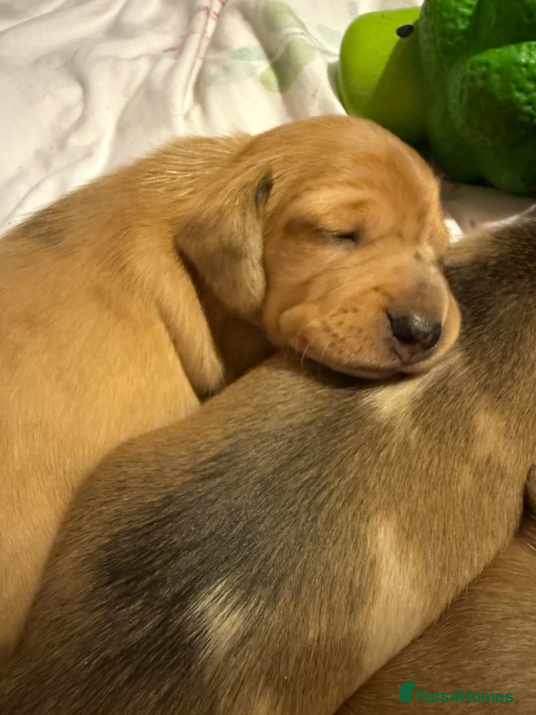 Miniature Dachshund dogs for sale: Four beautiful miniature dachshund  - Advert 6